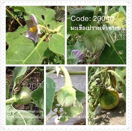 มะเขือเปราะเจ้าพระยา | Yuphin Garden&Seed - กระทุ่มแบน สมุทรสาคร