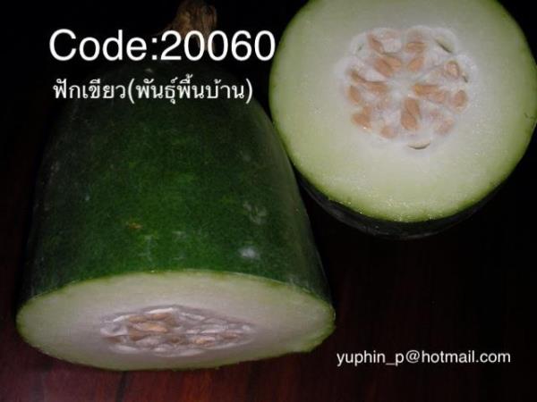 ฟักเขียวพันธุ์พื้นบ้าน | Yuphin Garden&Seed - กระทุ่มแบน สมุทรสาคร