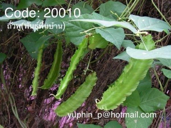 ถั่วพูพันธุ์พื้นบ้าน | Yuphin Garden&Seed - กระทุ่มแบน สมุทรสาคร