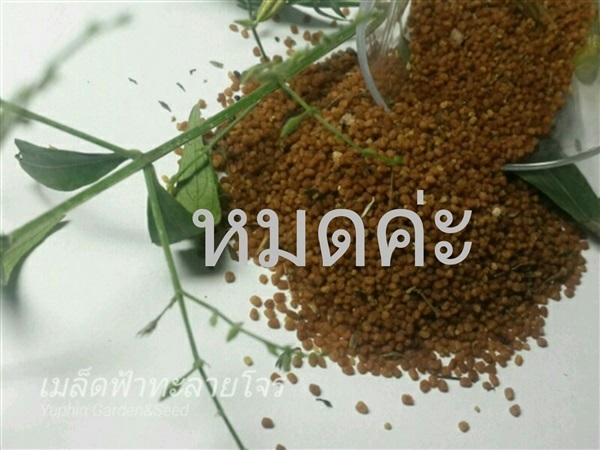 ฟ้าทะลายโจร | Yuphin Garden&Seed - กระทุ่มแบน สมุทรสาคร