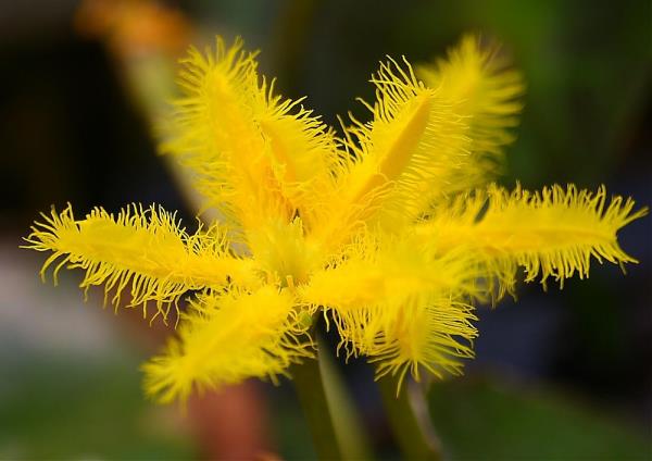 บัวบา "สีเหลือง" | ชัยวัฒน์. เมล็ดพันธุ์บัว - อรัญประเทศ สระแก้ว