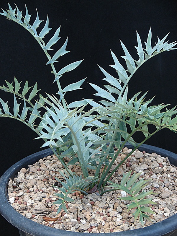 Encephalartos horridus