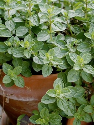 Oregano 