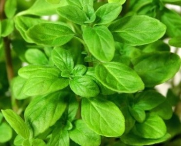 Sweet Marjoram  | ไร่ภูธรา - เมืองเชียงใหม่ เชียงใหม่