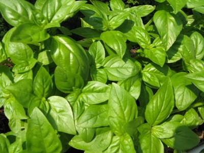 Italian Basil  | ไร่ภูธรา - เมืองเชียงใหม่ เชียงใหม่