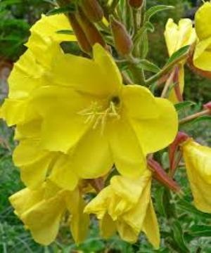 Evening Primrose