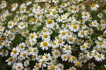 German Chamomile  