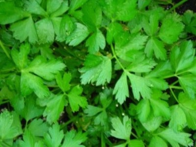  Parsley Italian 