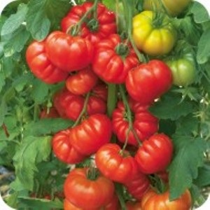  Beefsteak Tomato  | ไร่ภูธรา - เมืองเชียงใหม่ เชียงใหม่