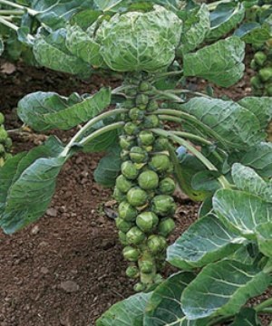 Brussel Sprouts  | ไร่ภูธรา - เมืองเชียงใหม่ เชียงใหม่