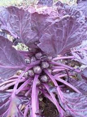 Purple Brussel Sprout  | ไร่ภูธรา - เมืองเชียงใหม่ เชียงใหม่