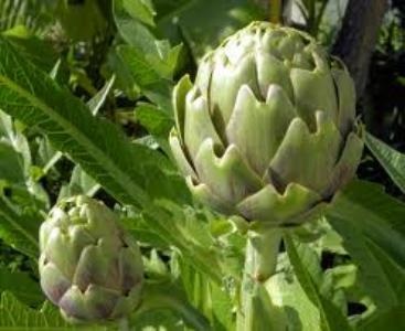 Artichoke  | ไร่ภูธรา - เมืองเชียงใหม่ เชียงใหม่