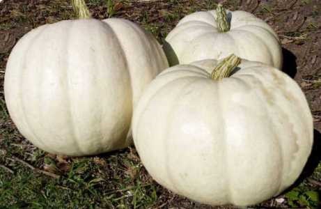 Lumina Pumpkin  | ไร่ภูธรา - เมืองเชียงใหม่ เชียงใหม่