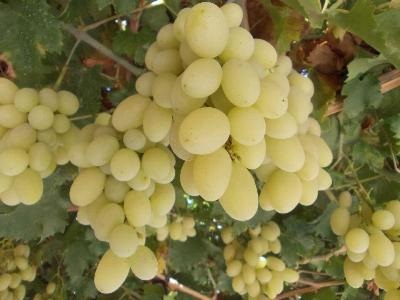  Razaki Grapes  | ไร่ภูธรา - เมืองเชียงใหม่ เชียงใหม่
