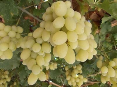  Razaki Grapes 