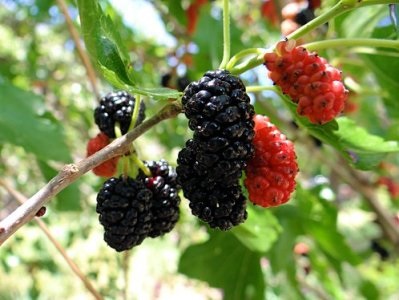 Russian Mulberry (M.Alba var. Tatarica)