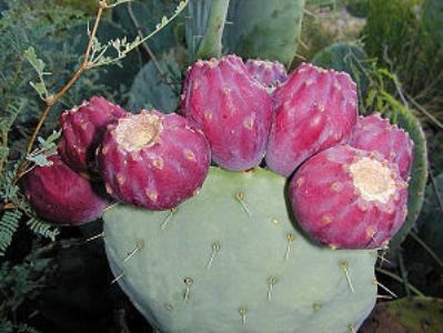 Opuntia Robusta  | ไร่ภูธรา - เมืองเชียงใหม่ เชียงใหม่