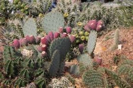 Opuntia Macrorthiza   