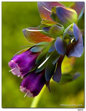 Cerinthe Purple  | ไร่ภูธรา - เมืองเชียงใหม่ เชียงใหม่