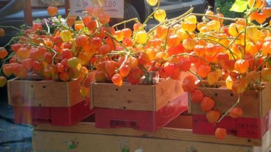 Chinese Lantern  | ไร่ภูธรา - เมืองเชียงใหม่ เชียงใหม่