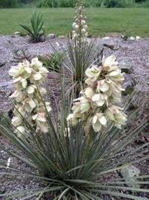 Yucca Glauca  | ไร่ภูธรา - เมืองเชียงใหม่ เชียงใหม่