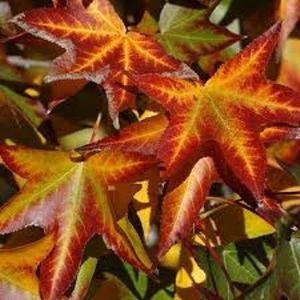 American Sweet Gum 