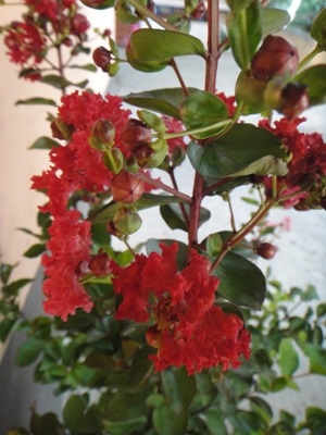 Red Crape Myrtle | ไร่ภูธรา - เมืองเชียงใหม่ เชียงใหม่