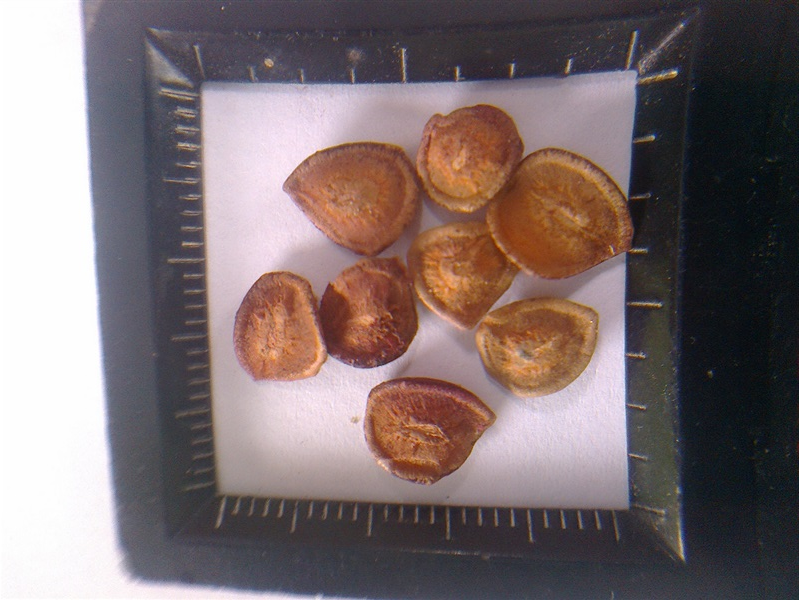 เมล็ดมะม่วงหาวมะนาวโห่(รับส่งทางไปรษณีย์ | D&T Garden - เมืองปราจีนบุรี ปราจีนบุรี