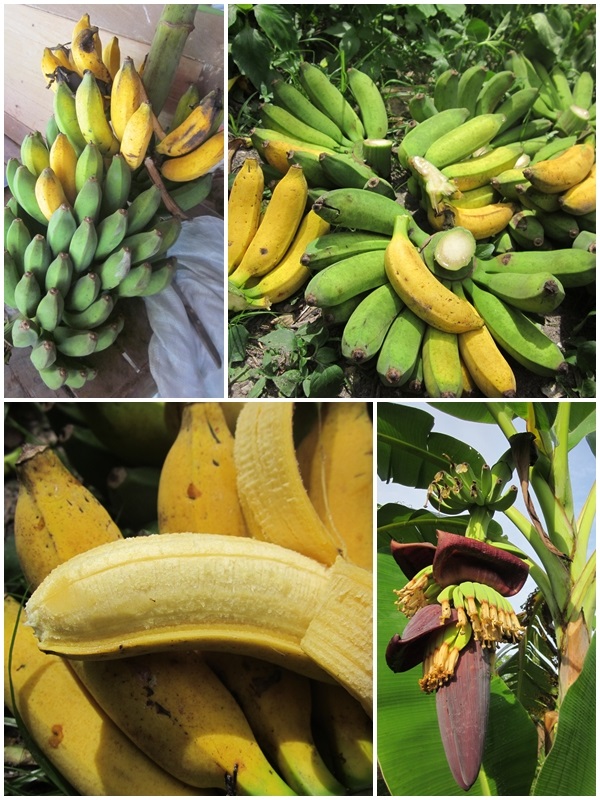 กล้วยนางยา, กล้วยนางพญา | สวนควนยาง - โคกโพธิ์ ปัตตานี