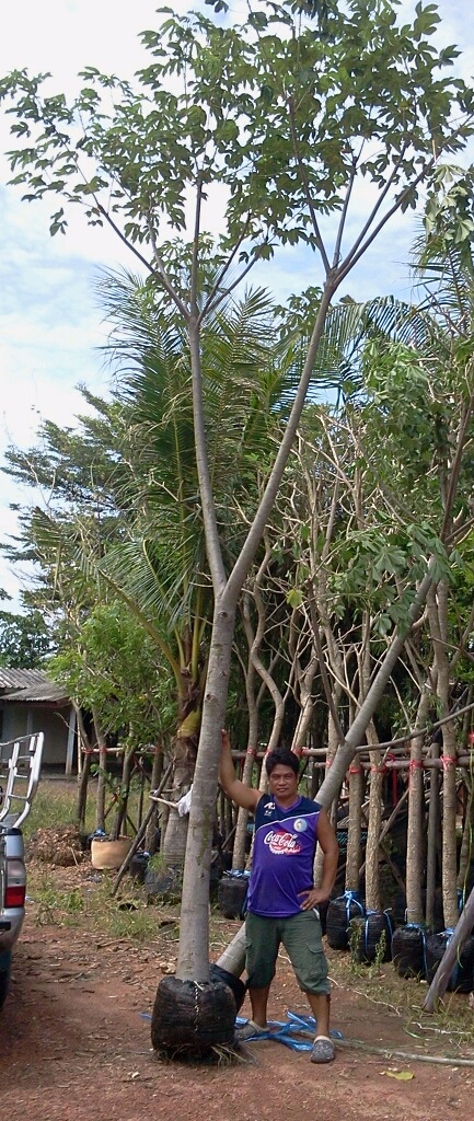 สุพรรณิการ์6" | สวนทวี - เมืองปราจีนบุรี ปราจีนบุรี