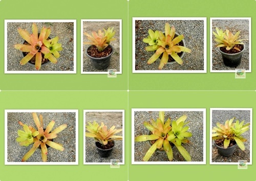 สับปะรดสี Neo Hybrid | สวนลุงสม - เมืองลพบุรี ลพบุรี