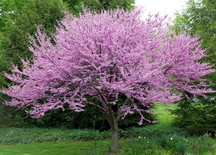 เรดบัด eastern redbud