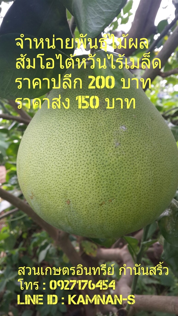 ส้มโอไต้หวันไร้เมล็ด