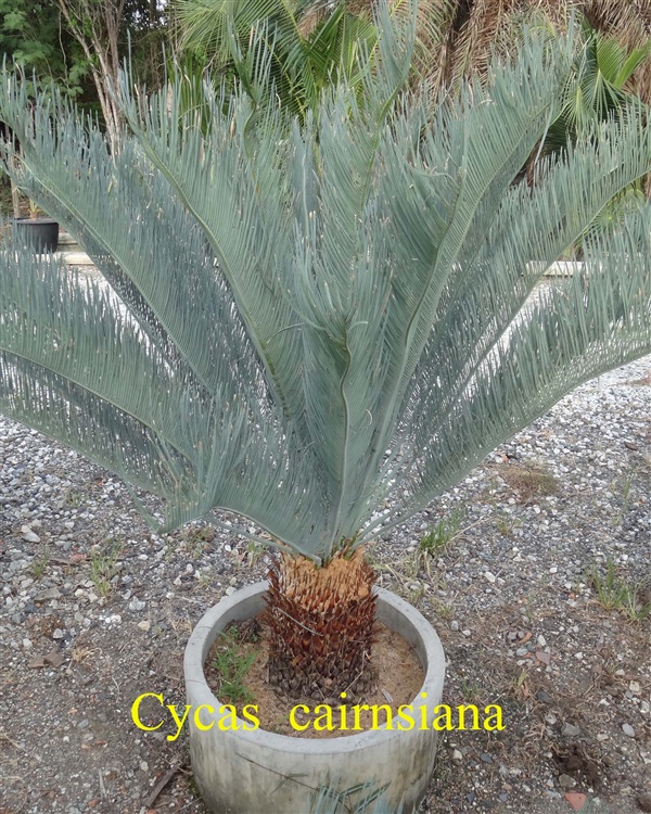 ปรง (Cycas  cairnsiana) | สวนสีฟ้า - บ้านโพธิ์ ฉะเชิงเทรา