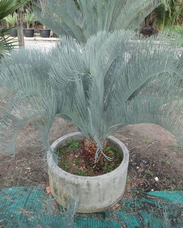 ปรง (Cycas  cairnsiana) | สวนสีฟ้า - บ้านโพธิ์ ฉะเชิงเทรา