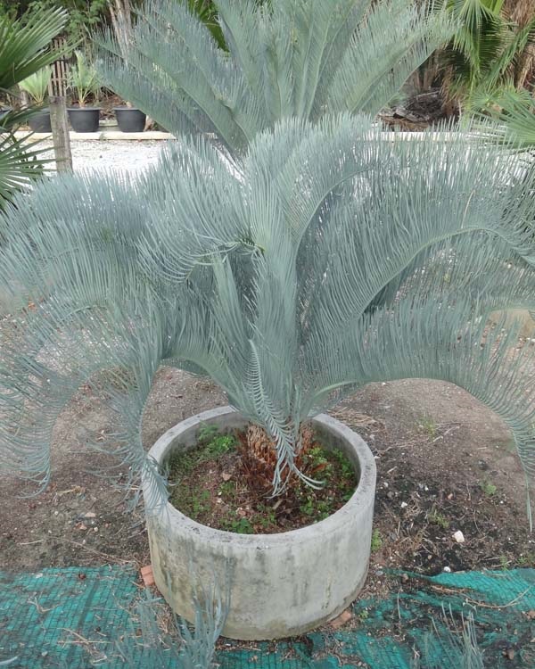 ปรง (Cycas  cairnsiana) | สวนสีฟ้า - บ้านโพธิ์ ฉะเชิงเทรา