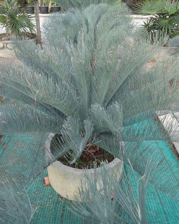 ปรง (Cycas  cairnsiana) | สวนสีฟ้า - บ้านโพธิ์ ฉะเชิงเทรา