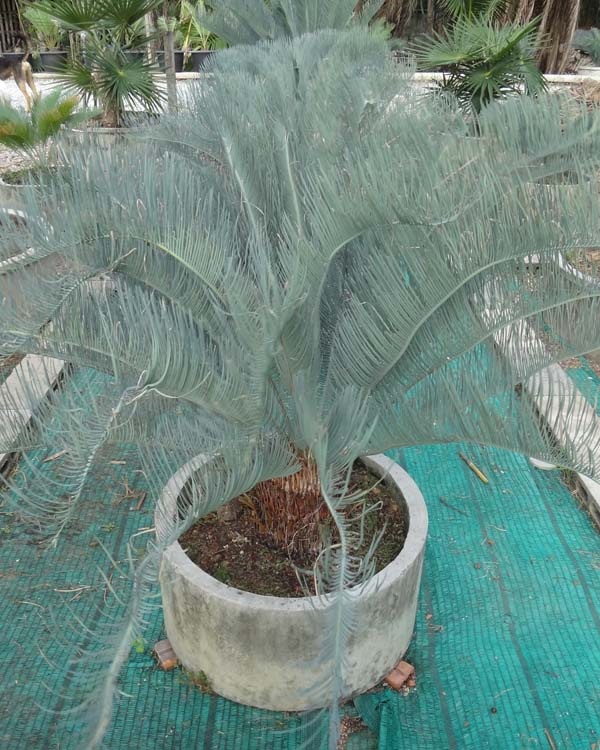 ปรง (Cycas  cairnsiana) | สวนสีฟ้า - บ้านโพธิ์ ฉะเชิงเทรา