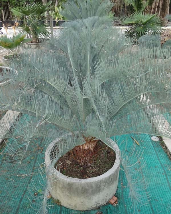 ปรง (Cycas  cairnsiana) | สวนสีฟ้า - บ้านโพธิ์ ฉะเชิงเทรา