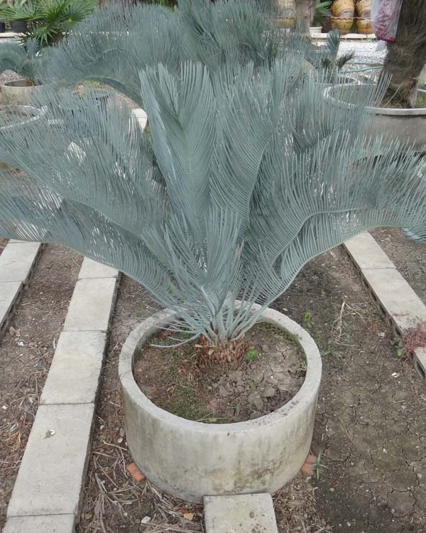 ปรง (Cycas  cairnsiana) | สวนสีฟ้า - บ้านโพธิ์ ฉะเชิงเทรา