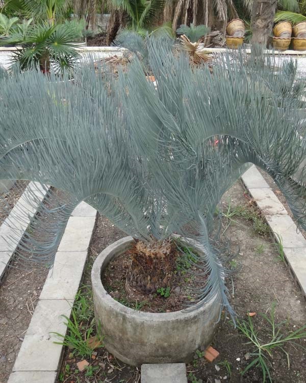 ปรง (Cycas  cairnsiana) | สวนสีฟ้า - บ้านโพธิ์ ฉะเชิงเทรา