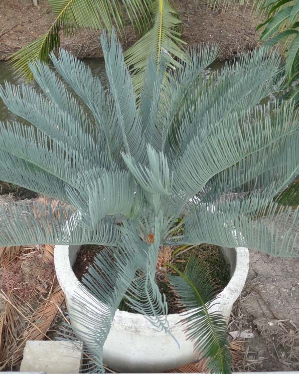 ปรง (Cycas  cairnsiana) | สวนสีฟ้า - บ้านโพธิ์ ฉะเชิงเทรา