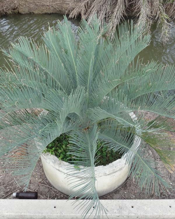 ปรง (Cycas  cairnsiana) | สวนสีฟ้า - บ้านโพธิ์ ฉะเชิงเทรา