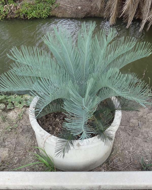 ปรง (Cycas  cairnsiana) | สวนสีฟ้า - บ้านโพธิ์ ฉะเชิงเทรา