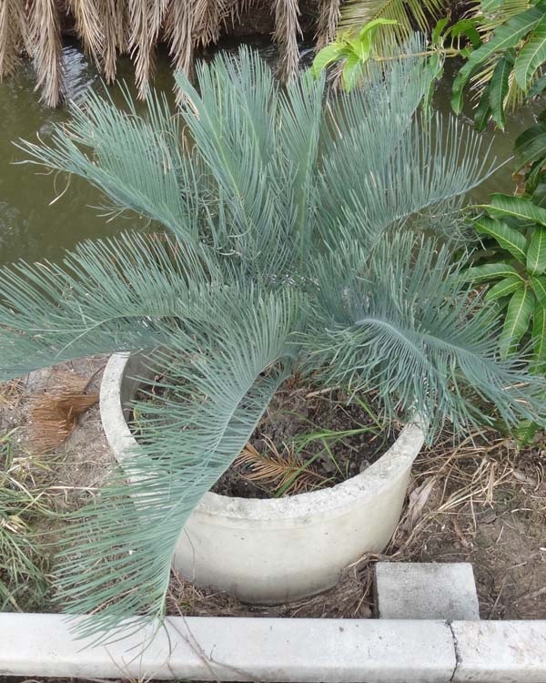 ปรง (Cycas  cairnsiana) | สวนสีฟ้า - บ้านโพธิ์ ฉะเชิงเทรา