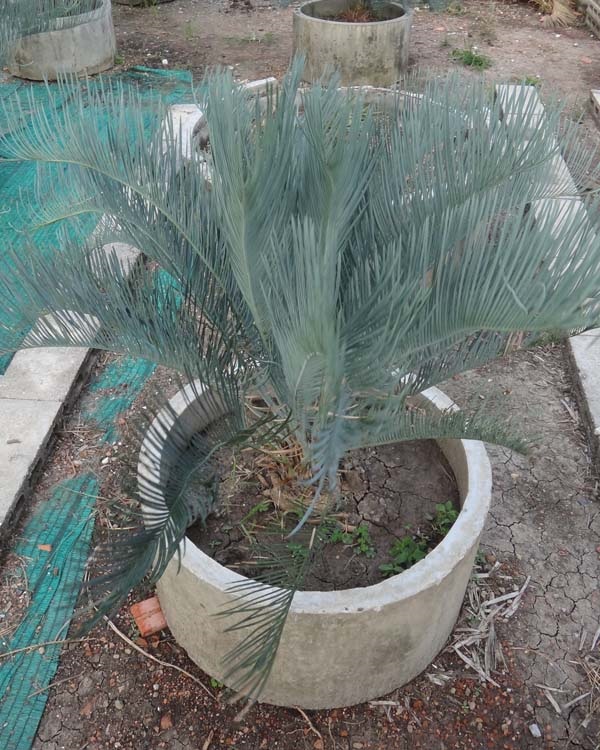 ปรง (Cycas  cairnsiana) | สวนสีฟ้า - บ้านโพธิ์ ฉะเชิงเทรา