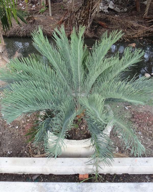 ปรง (Cycas  cairnsiana) | สวนสีฟ้า - บ้านโพธิ์ ฉะเชิงเทรา