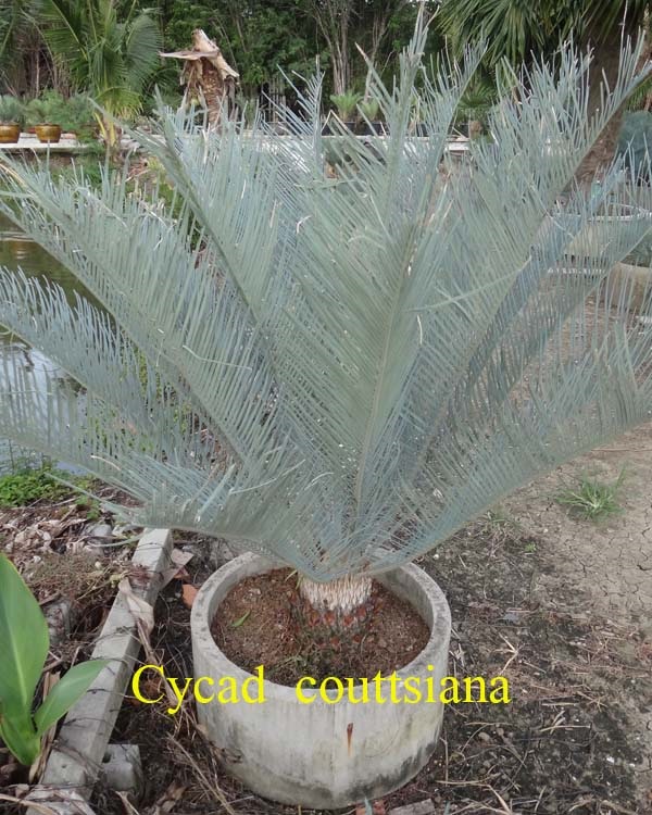 ปรง (Cycas Couttsiana) | สวนสีฟ้า - บ้านโพธิ์ ฉะเชิงเทรา