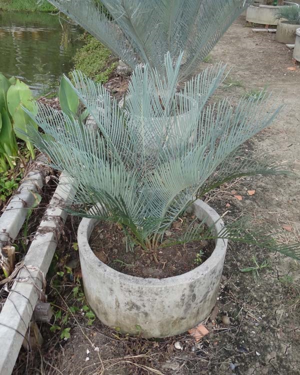 ปรง (Cycas Couttsiana) | สวนสีฟ้า - บ้านโพธิ์ ฉะเชิงเทรา