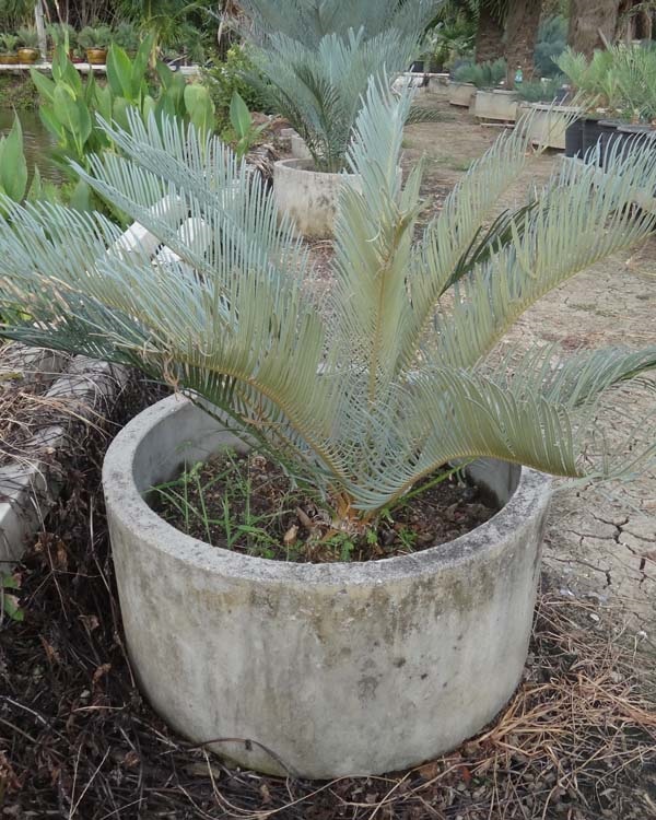 ปรง (Cycas Couttsiana) | สวนสีฟ้า - บ้านโพธิ์ ฉะเชิงเทรา